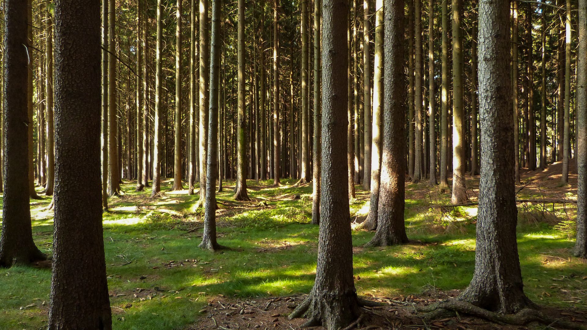 Sustentabilidade Ambiental Florestal